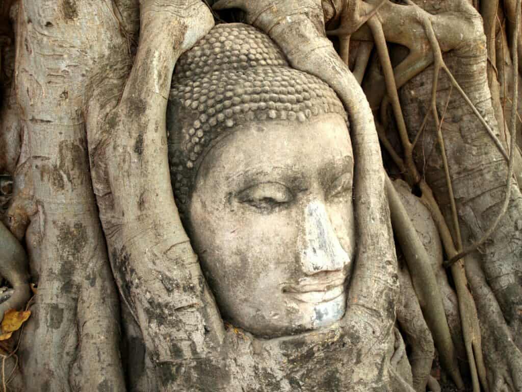 Buddha head in tree as seen on a Bangkok to Ayutthaya day trip
