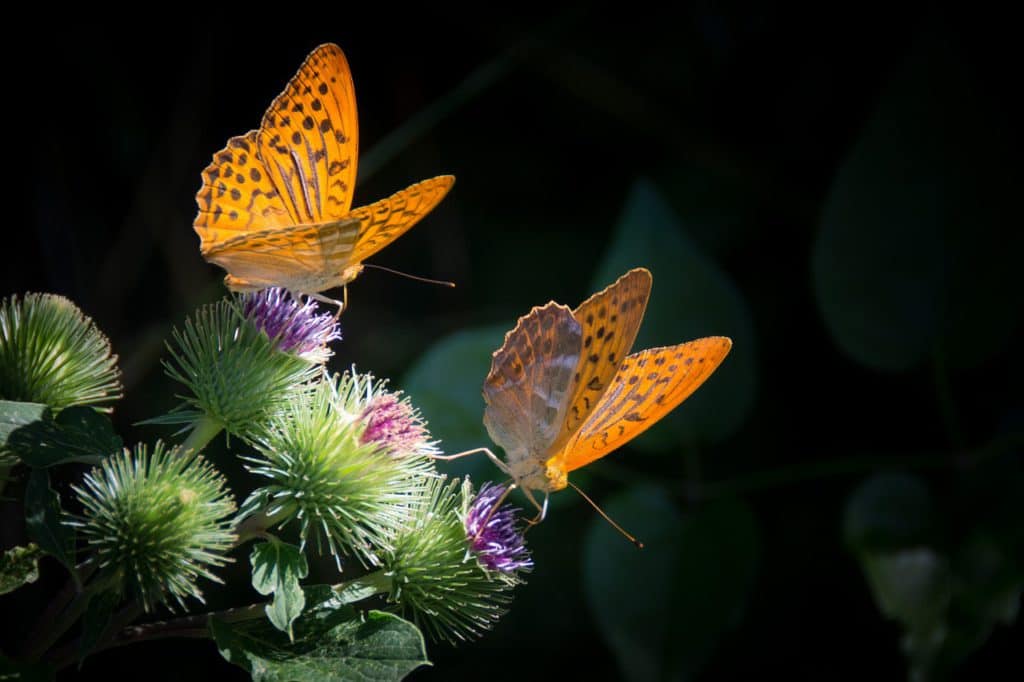 Chiang Mai with Kids- Siam Insect Zoo