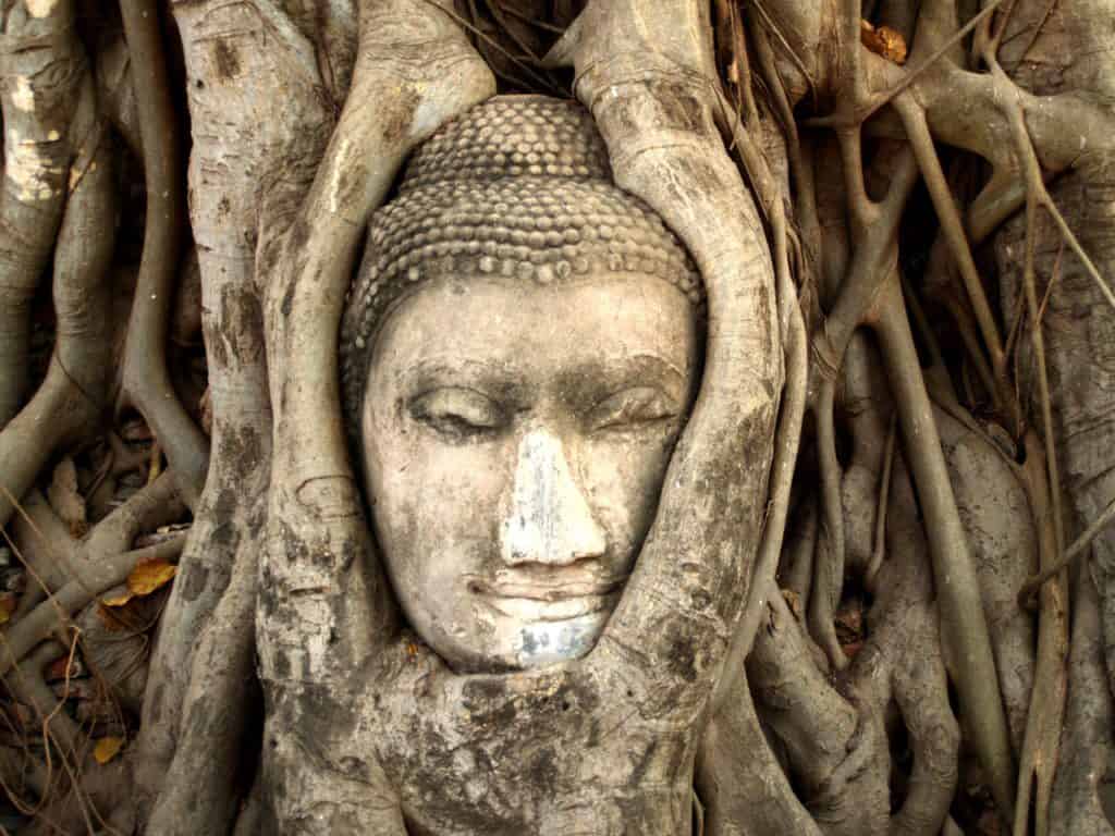 Statue head surrounded by tree roots at Ayutthaya. Visit on a Bangkok 4 day itinerary 