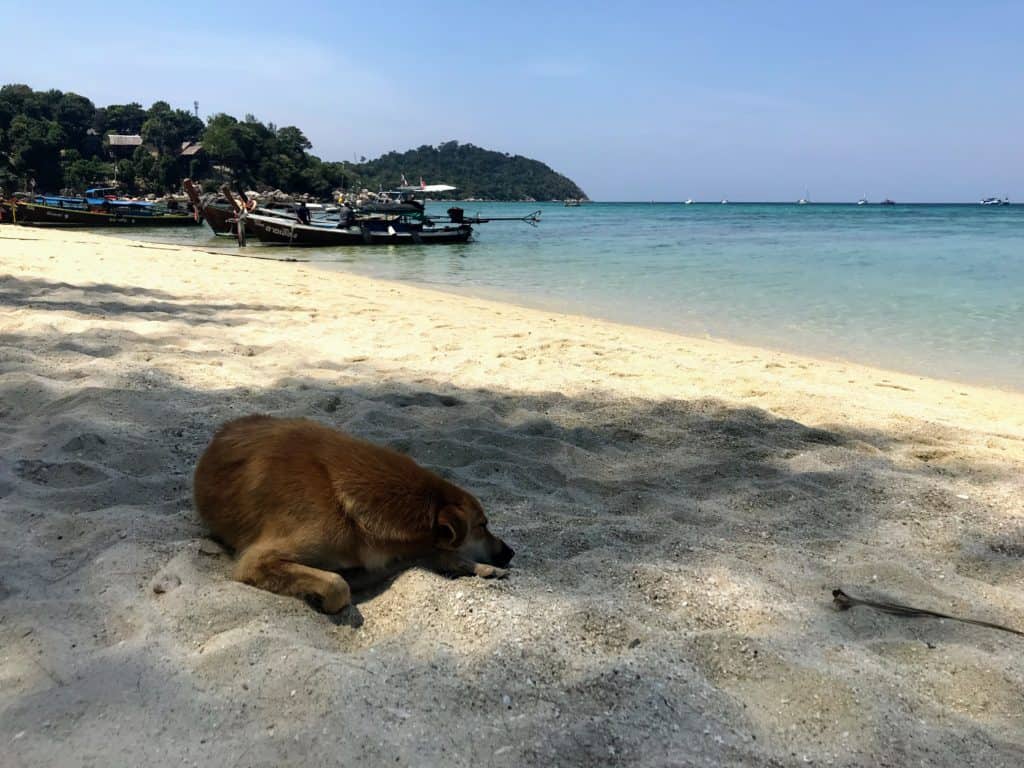 dog on the beach in koh lipe