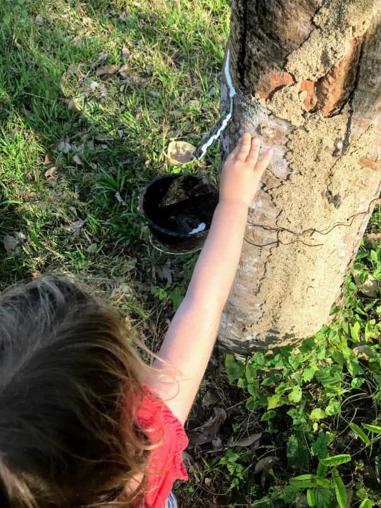 rubber tree on Koh Libong