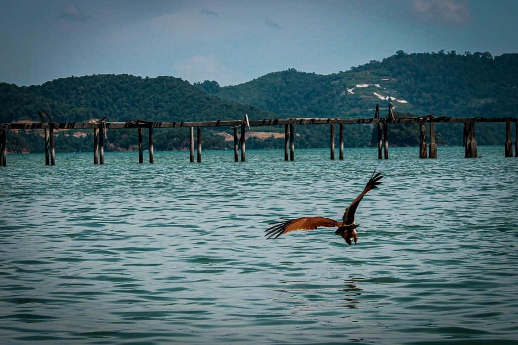 Eagle flying over the seen when travelling from Koh Lipe to Langkawi
